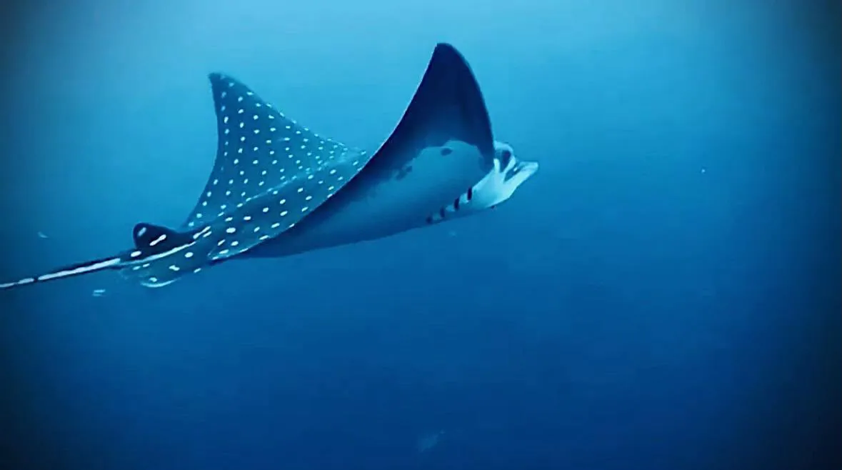 Spotted eagle ray gliding through deep blue water