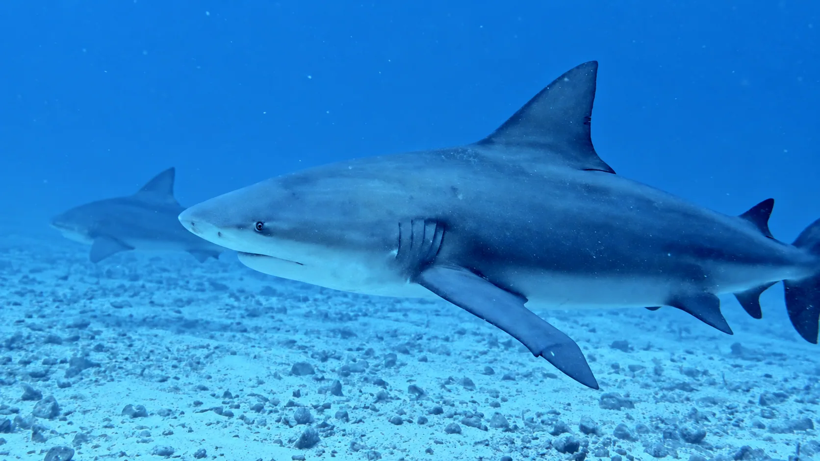 Close underwater view of a shark gliding through blue water