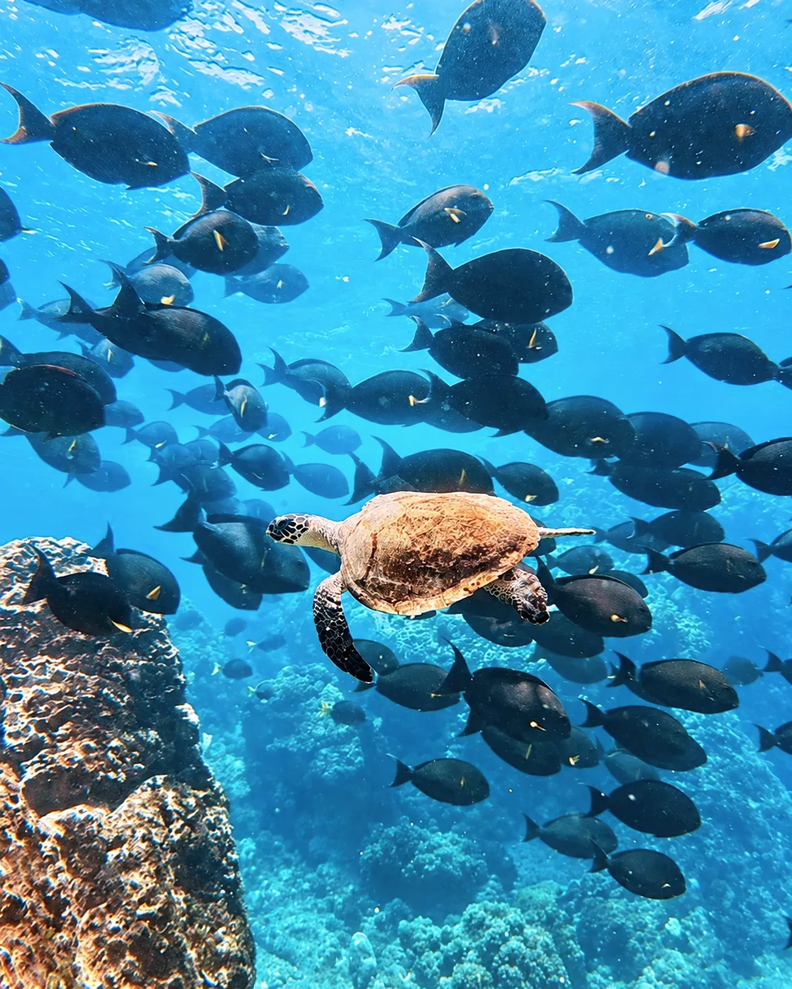 Sea turtle swimming through a school of reef fish in clear water