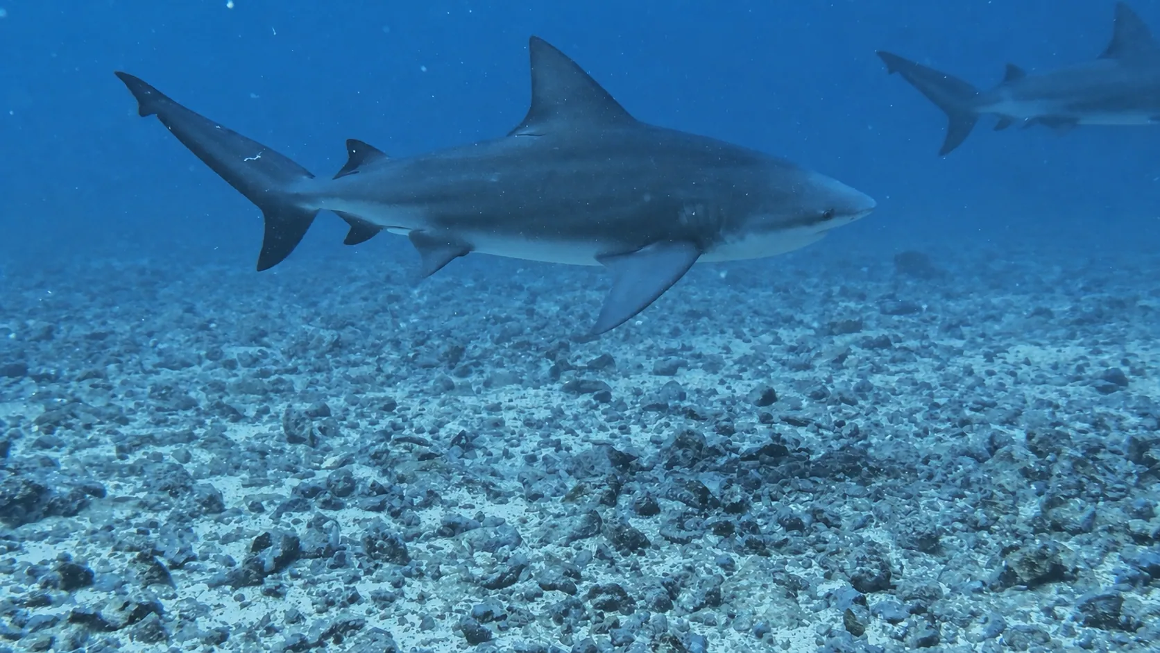 Bull sharks cruising above a pale rocky seabed at the Bat Islands