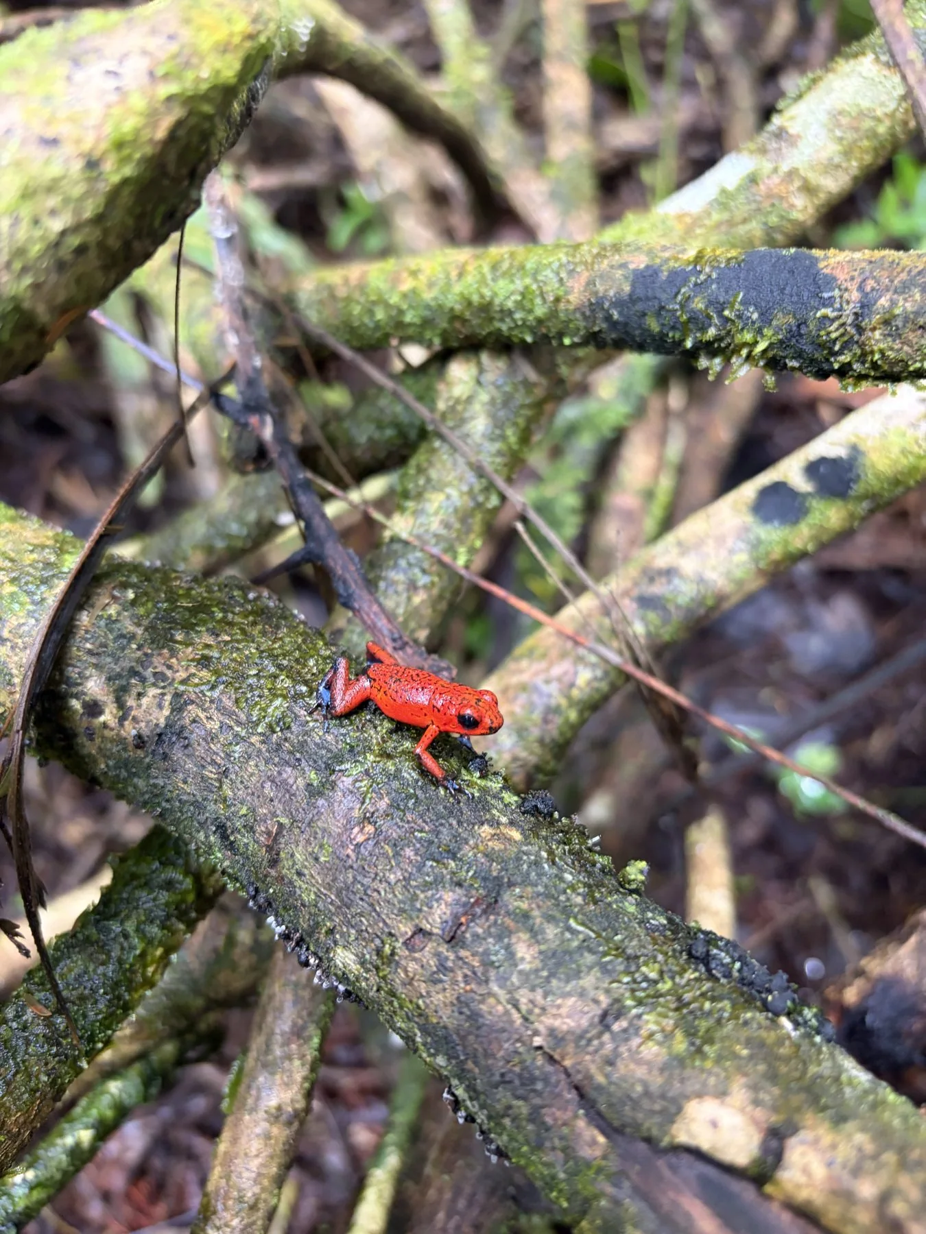Photograph taken by Patrick while exploring Costa Rica