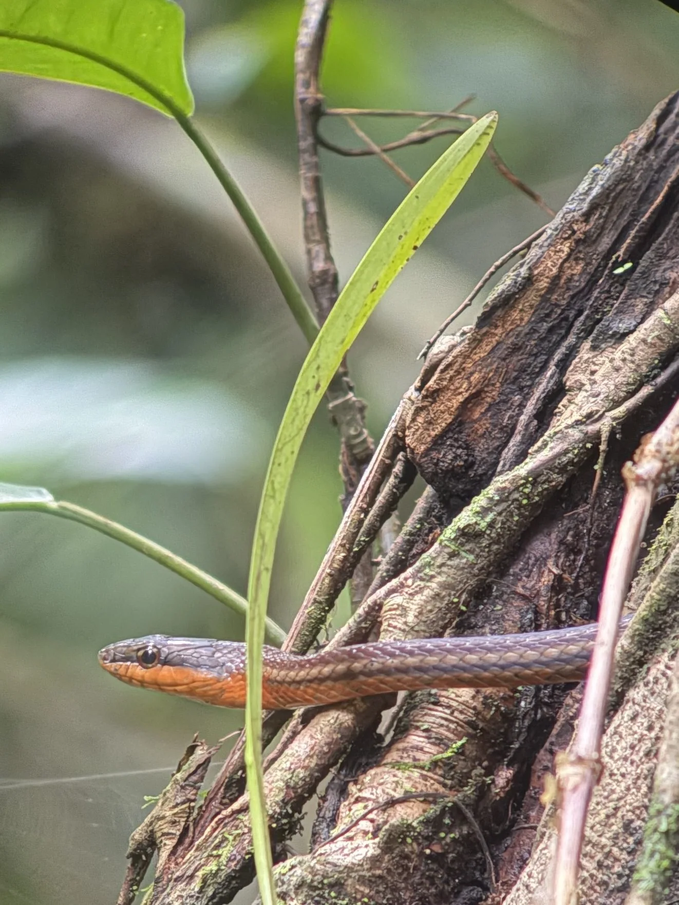 Photograph taken by Patrick while exploring Costa Rica
