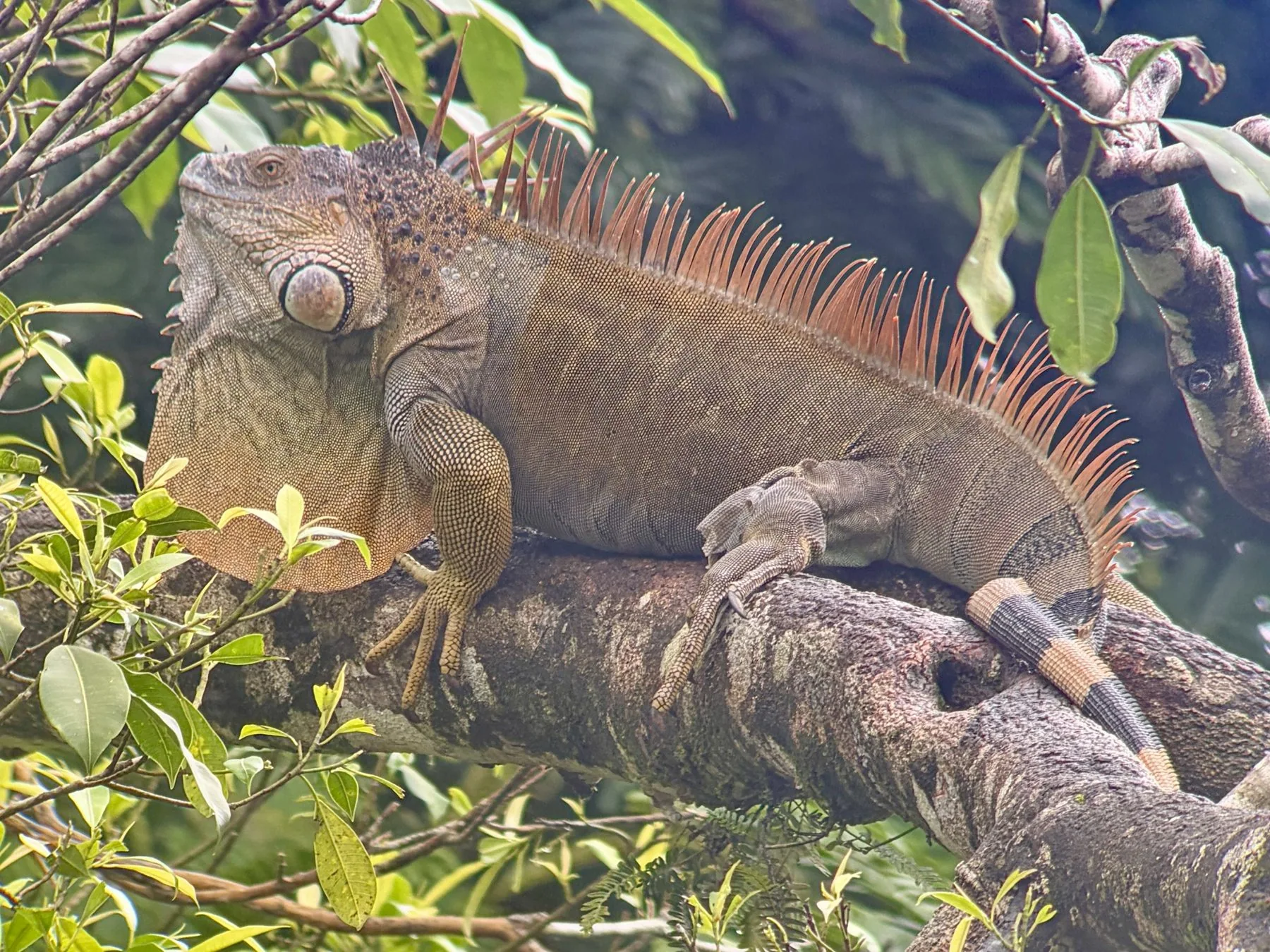 Photograph taken by Patrick while exploring Costa Rica