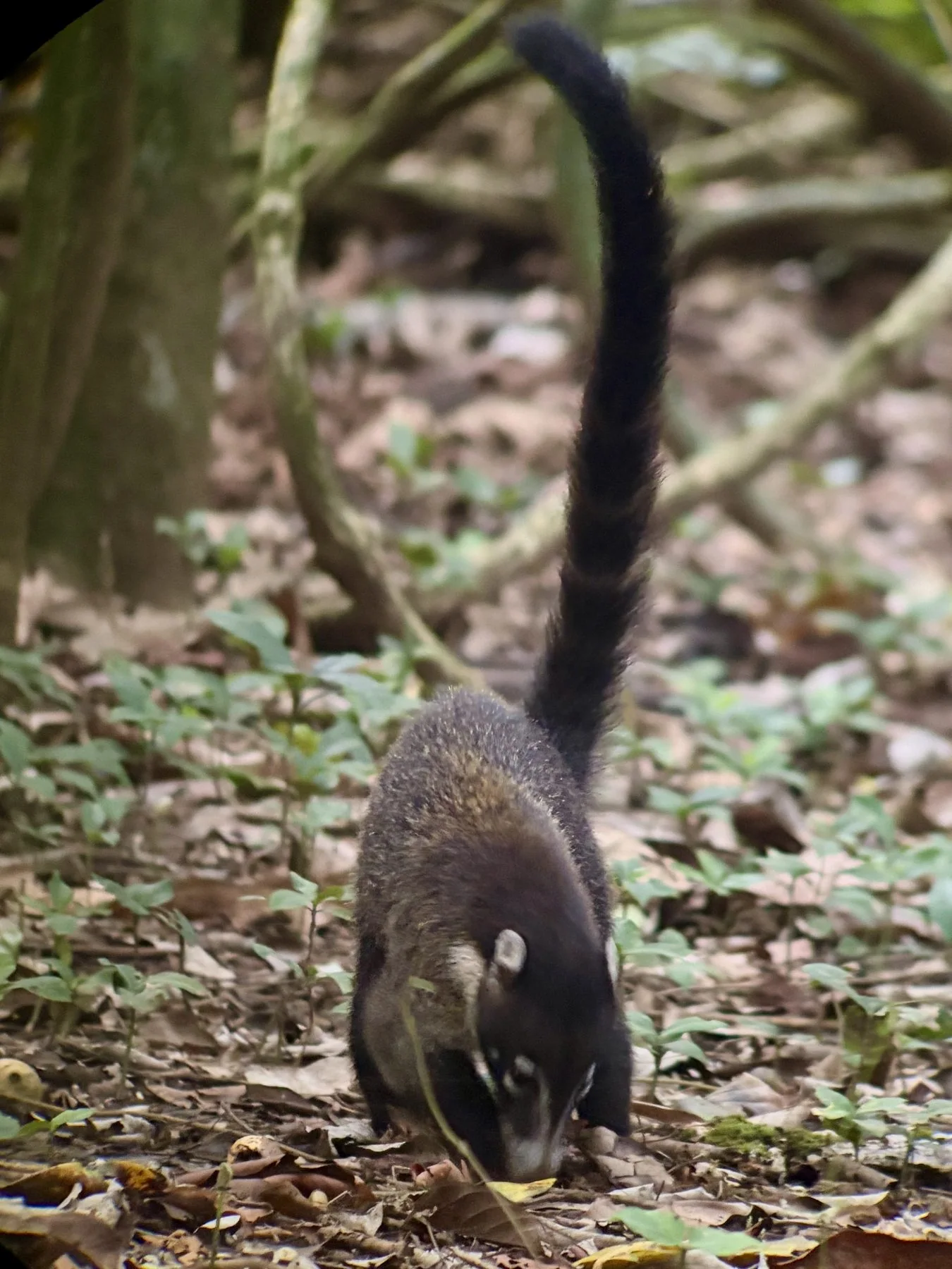 Photograph taken by Patrick while exploring Costa Rica