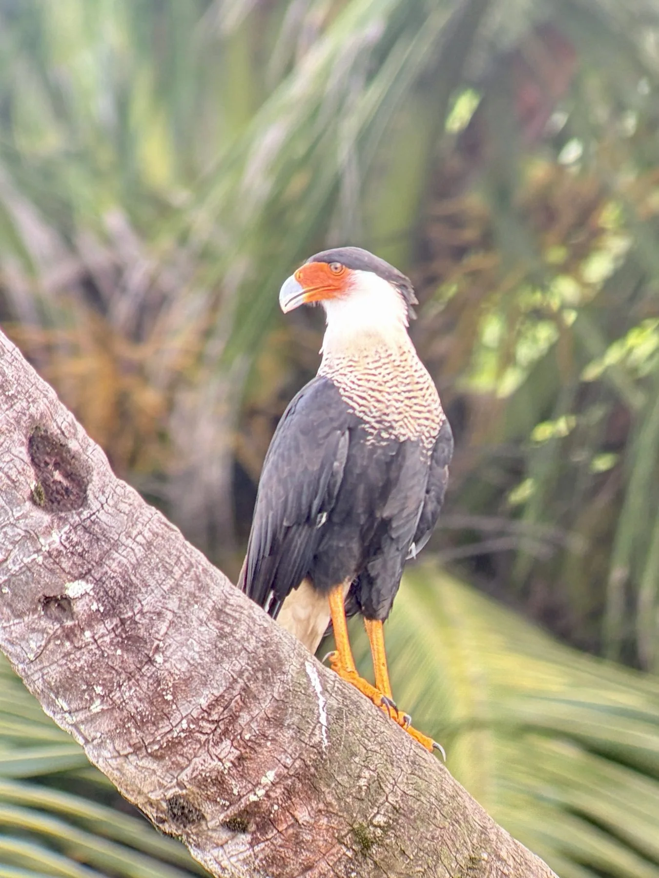 Photograph taken by Patrick while exploring Costa Rica