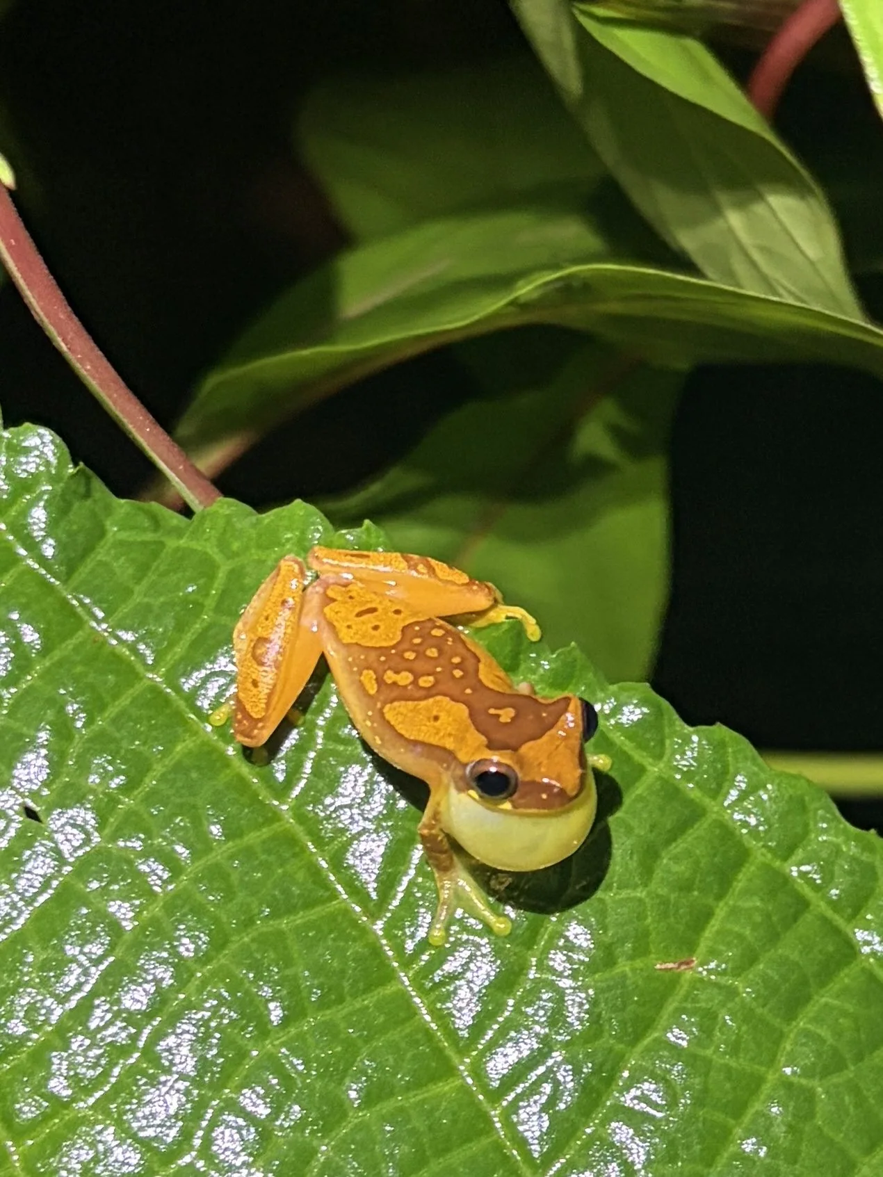 Photograph taken by Patrick while exploring Costa Rica