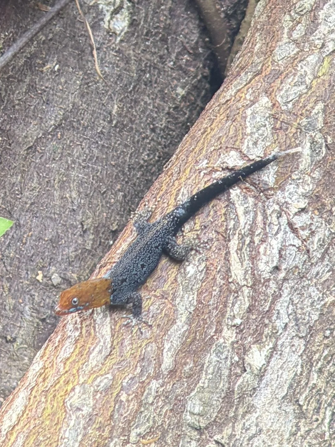 Photograph taken by Patrick while exploring Costa Rica